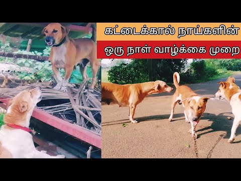 One day life style of my KATTAIKAAL dog's 🐕