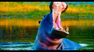 Untouched Wild Botswana in 8K | Chobe, Savuti & Khwai Safari | Real Nature Sounds - Ep 3