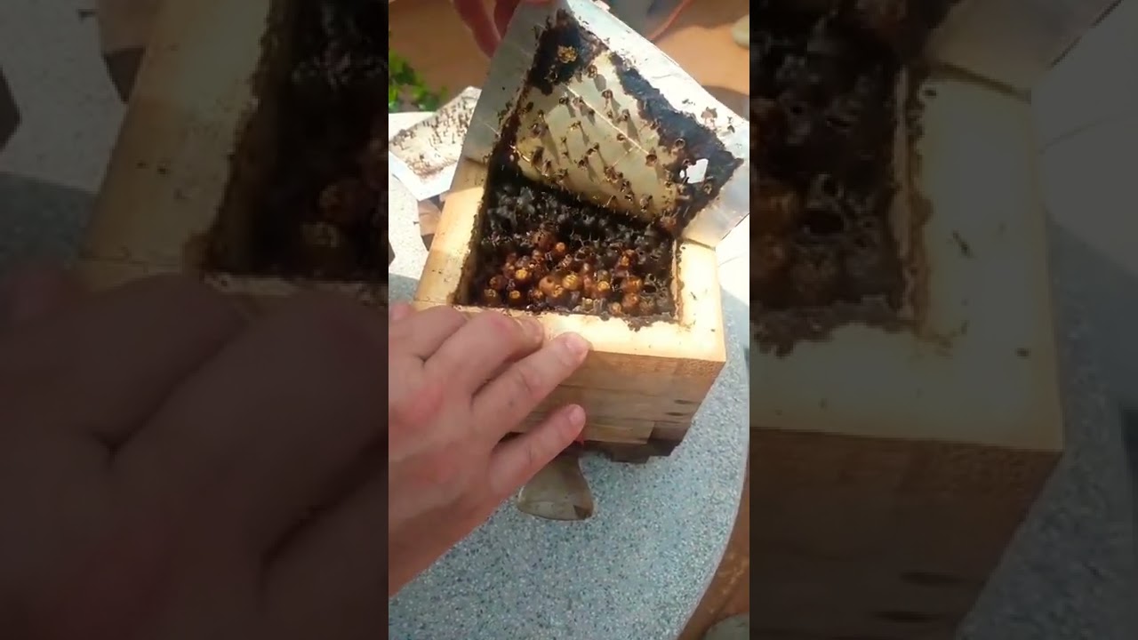 Manejo e verificação, caixa de abelha Jataí.