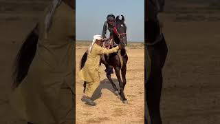 Download lagu Sindhi ChaalBaaz Horse | Rajasthan Rewal Race 2025 🐎 mp3