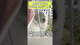 一生懸命お手入れする姿に癒やされる…子うさぎ塩ちゃんの日常🐰 #shorts