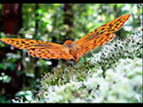 Adrian Shaposhnikov Sonata for harp and flute part III