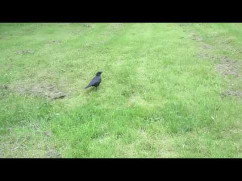 wildlife spank video series:  spanking  a crow