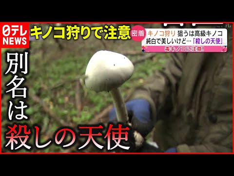 園芸 キノコの見分け方は?