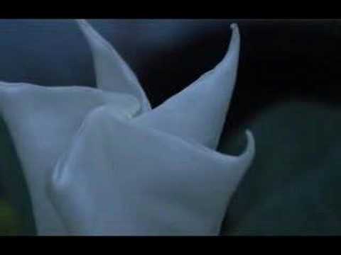 Moonflower Timelapse Compilation