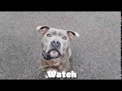 download lagu mp3 mp4 English Staffordshire Bull Terrier Training, download lagu English Staffordshire Bull Terrier Training gratis, unduh video klip English Staffordshire Bull Terrier Training