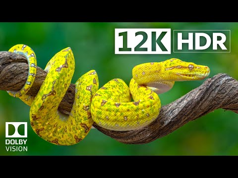 The Magic of 12K HDR 240fps Dolby Vision