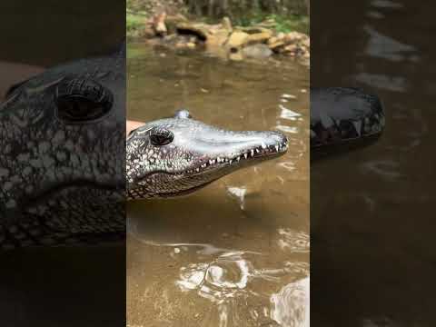 He was attacked by an alligator #shorts