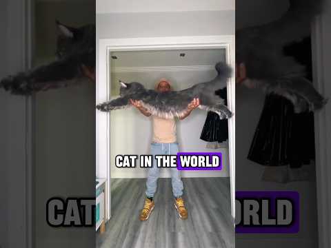 The Biggest Cat In The World: The Mainecoon! #shorts #animals #cats #mainecoon