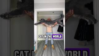 The Biggest Cat In The World: The Mainecoon! #shorts #animals #cats #mainecoon