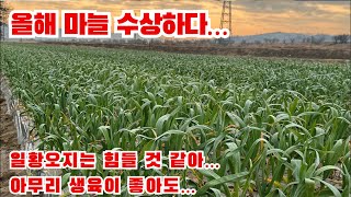 3월 12일 라이브 방송 올해 마늘 재배 아무리 생육이 좋아도 일황오지는 힘들 것 같아요 생육 관리 잘하셔야…
