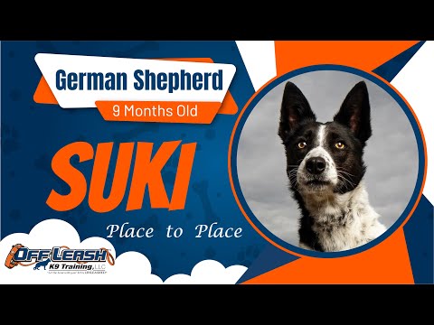 Place to Place Mastery: Suki's Success in K9 Training!