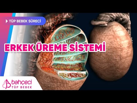 Erkek Üreme Sistemi