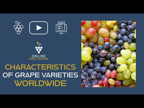 Typical characteristics of the world's grape varieties 🍇 Online Wine Courses ➡️ with QUIZ