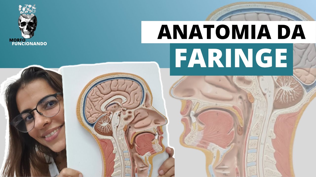 ANATOMIA DA FARINGE (VIAS AÉREAS SUPERIORES #3) (TUBO DIGESTÓRIO #3)
