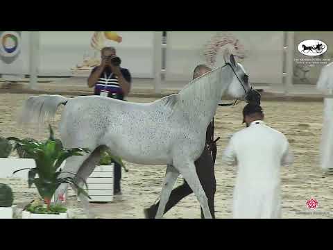 N 266 MEQBILAT ATHBAH   The Arabian Horse Show for local Breeders 2022   Mares 10+ Years Old Class 6