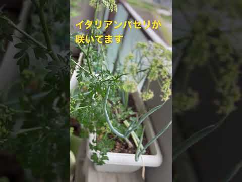 パセリを庭に、または室内の鉢にいつ播くのですか?  庭園