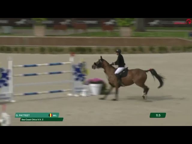 Seacost Chica (grandmother implanted embryo United Touch S x Aganix du Seigneur)