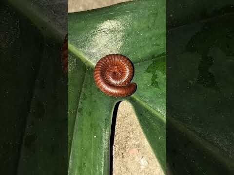 HORROR RED MILLIPEDE #viral #shorts #shortvideo