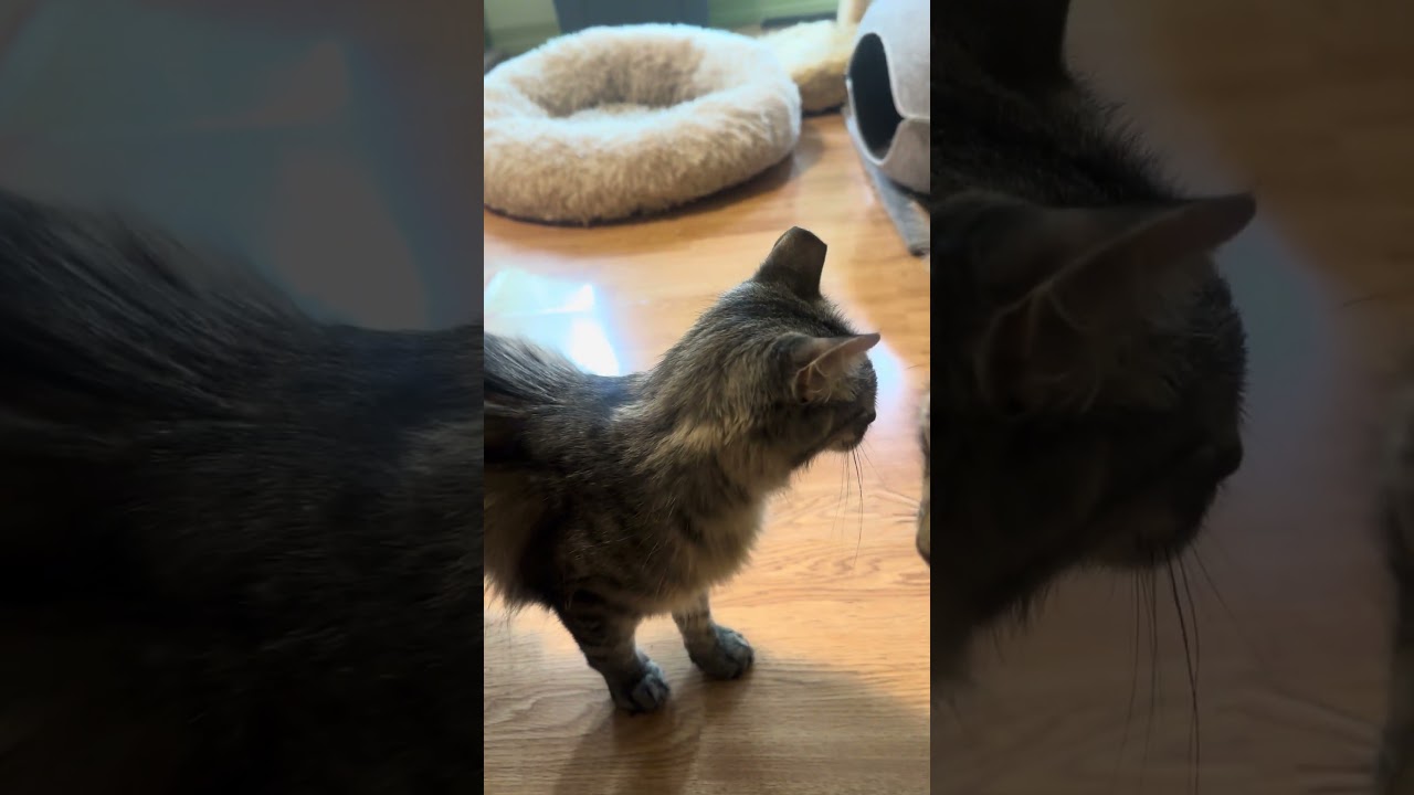 Enlarge Peanut Bell, a Adoptable Domestic Long Hair in Denver, CO video 4/4