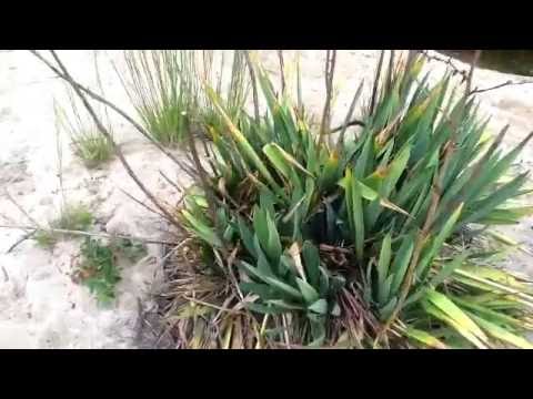 Exploring at Abandoned Conservation Area, Pepperell, MA- Free food and Medicine