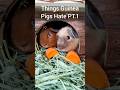 Things Guinea Pigs Hate! - Unsafe Pet Products 🐹😳⚠️ PT. 1
