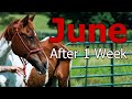 We rescued June from a slaughter auction. She was almost dead from starvation! Just 1 week later…