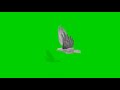 White Eagle Green Screen Hd Chroma