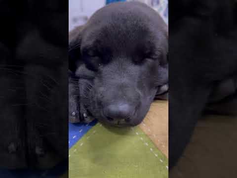 Cutest pet 🐶❤️#viral #shorts #dogs #subscribe #shortvideo #labrador #puppy