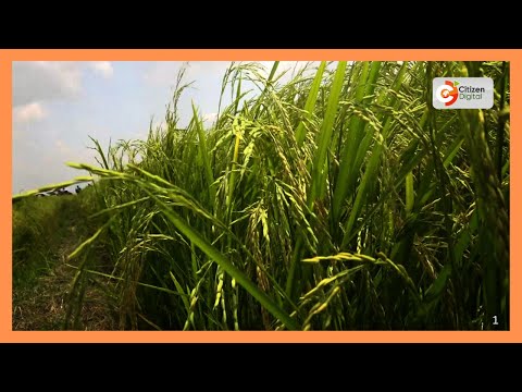 Wakulima wa mpunga Mwea watumia teknolojia ya ratoon kuongeza mavuno mara mbili