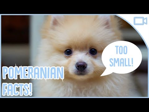 Facts About Pomeranians!