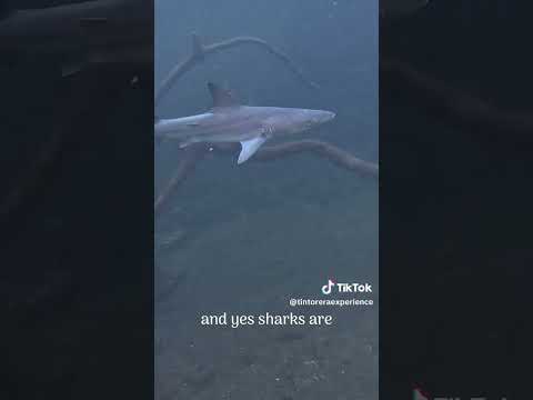 Isabela  galapagos gran hostal tintorera