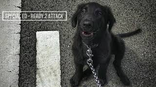 Special Ed - Ready 2 Attack &amp; Flat coated retriever