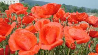 Howard Carpendale - Na und