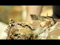 Grow Your Own Garden Giant Mushrooms