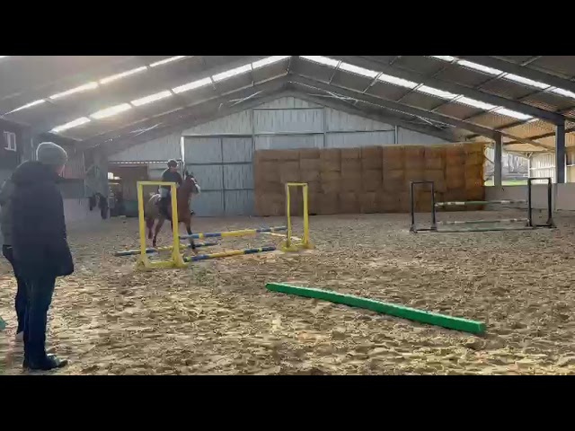 Merrie Zangersheide Te koop 2019 Donker bruin / bai ,  Halifax van het Kluizebos