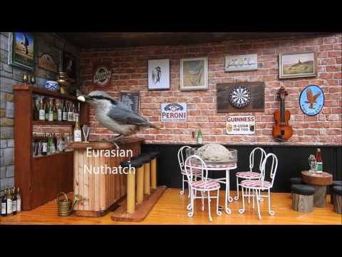 Kim´s Bird Theater 3, Cool Bird Pub Bar Feeder