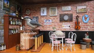 Kim´s Bird Theater 3, Cool Bird Pub Bar Feeder