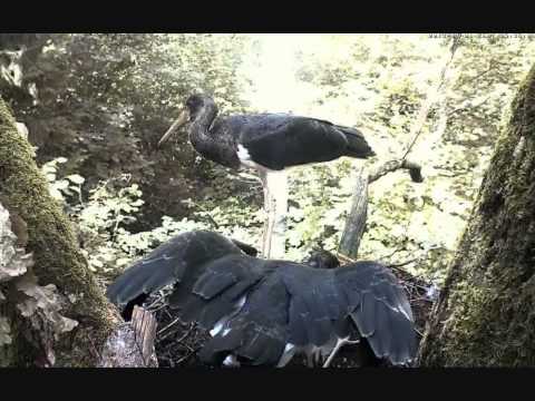 Estonian Black Storks - Food delivery 01.08.2013.  15:34