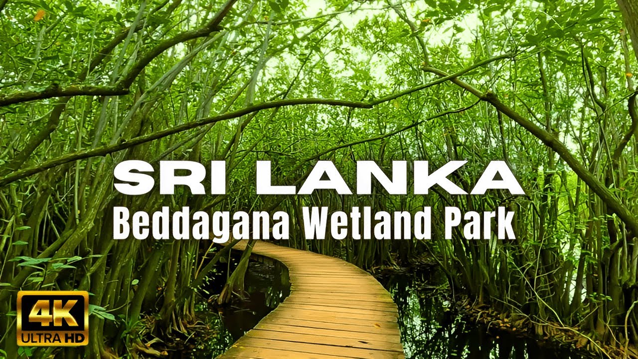 Dive into a walking tour at Beddagana Wetland Park.