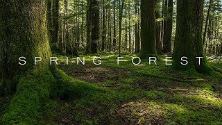 Spring Forest II - Forest 4K | Cinematic Forest Film