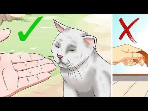 How Cats Show You Their Affection