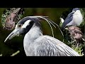 Herons | The Ocean City, NJ and York, PA Bird Rookery