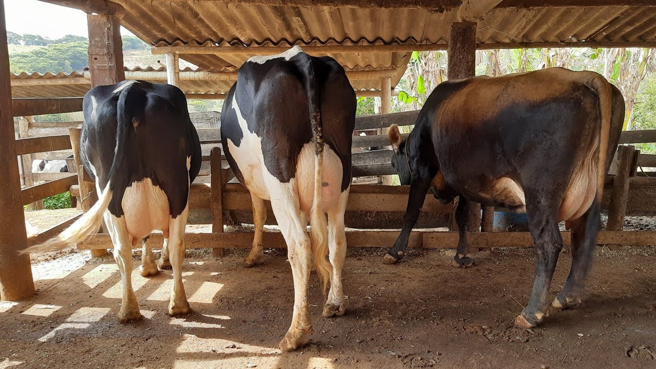 Qual é o lucro de 3 vacas leiteiras ? Com produção de 60 litros/Dia. ( Lucro real )