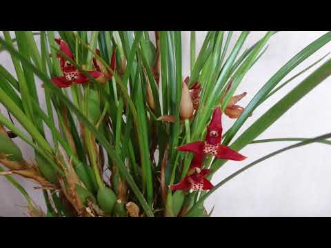 園芸 マキシラリア、コレクターの間で珍重される蘭