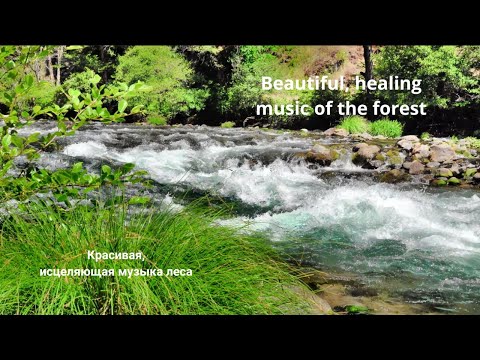 Calming Forest Sounds & Relaxing Music: Enhance Mental Health and Soothe Your Nervous System
