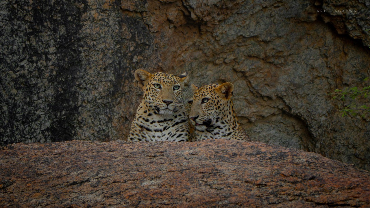 Jawai Hills: A Leopard Story