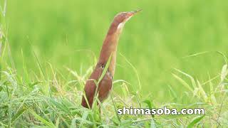 雨上がりで高活性なリュウキュウヨシゴイ(動画あり)