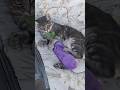 Gray Striped Tabby Attacks A Friendly Eggplant