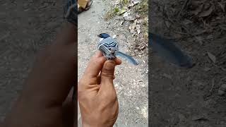 Download lagu baru dapat burung gelatik batu #shorts #burunggelatik #duniakicau mp3